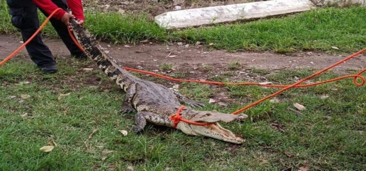 Cocodrilo ataca a un hombre en Villahermosa