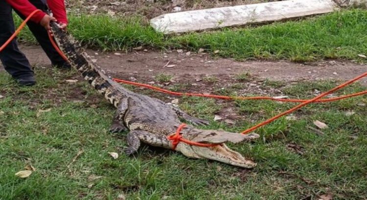 Cocodrilo ataca a un hombre en Villahermosa