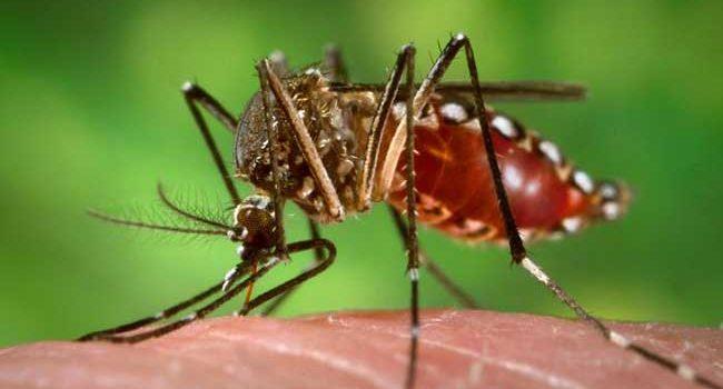 Tabasco: primer lugar en contagios de dengue