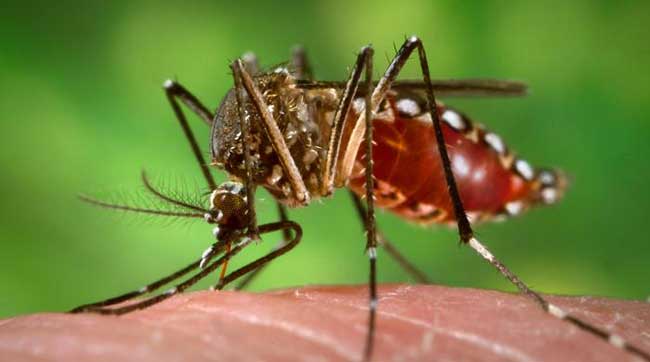 Tabasco: primer lugar en contagios de dengue