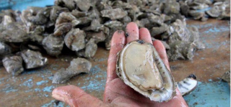 Se encuentran altos niveles de contaminación en los ostiones de la Manchona