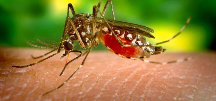 Tabasco supera récord de casos de dengue en los últimos 4 años