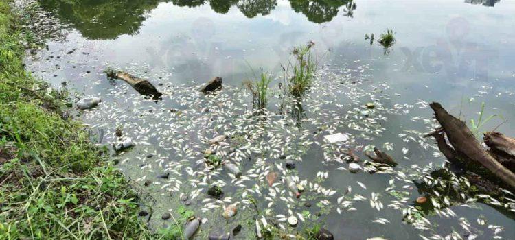 Reactiva Semarnat proyecto para rescatar la Laguna de las Ilusiones