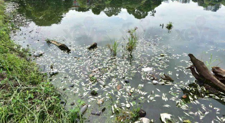 Reactiva Semarnat proyecto para rescatar la Laguna de las Ilusiones