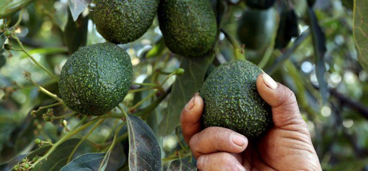 Se desploma 50% el precio del aguacate