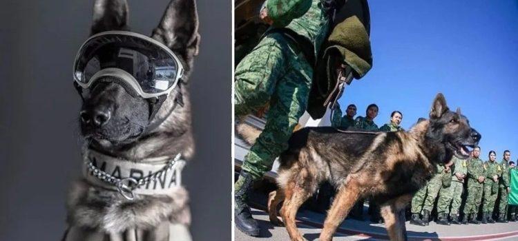 Con emotivo pase de lista y honores despiden a “Proteo”