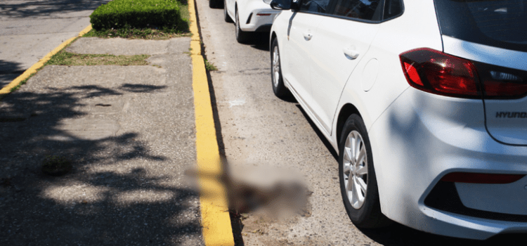 Se siguen observando animales salvajes atropellados en Villahermosa