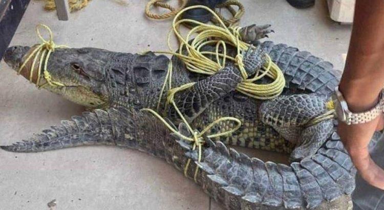 Rescatan Protección Civil a un cocodrilo que se paseaba en Tabasco