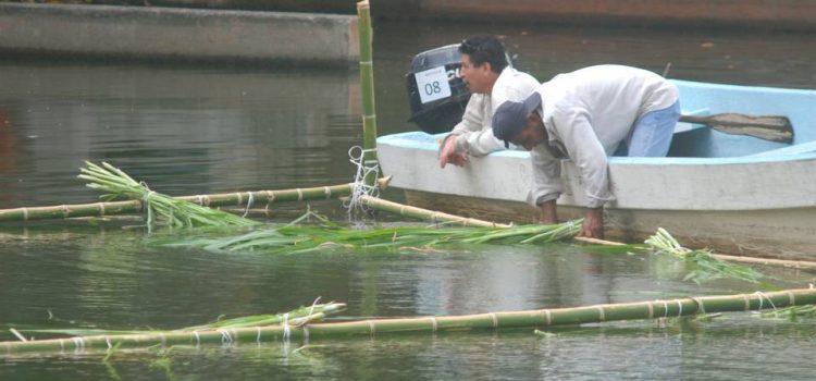 Colocarán comederos a manatíes y cocodrilos en la Laguna de las Ilusiones