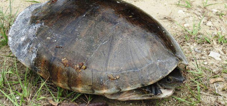 En Tabasco ya no se comen las tortugas ni sus huevos: AMLO