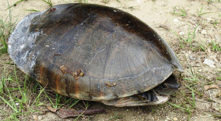En Tabasco ya no se comen las tortugas ni sus huevos: AMLO