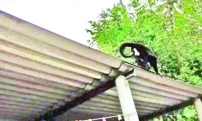 Travieso mono araña aterroriza a habitantes de Jalpa de Méndez
