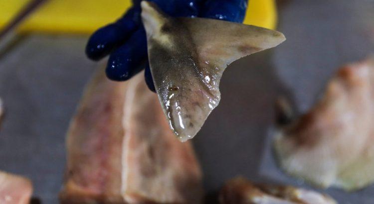 Incauta Brasil el mayor cargamento de aletas de tiburón