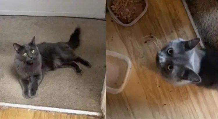 ¿Harto de que tu gato no te entienda?