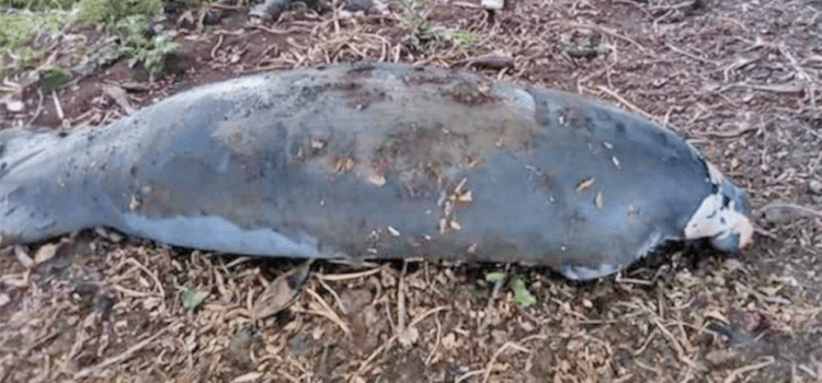 Mueren siete manatíes debido a la contaminación en Macuspana en Tabasco