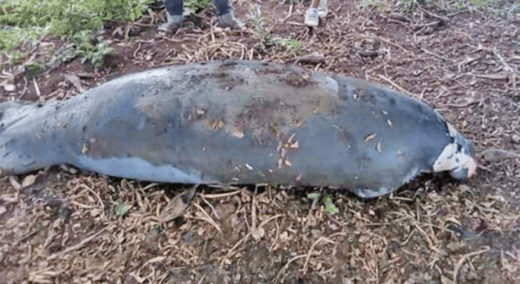 Mueren siete manatíes debido a la contaminación en Macuspana en Tabasco