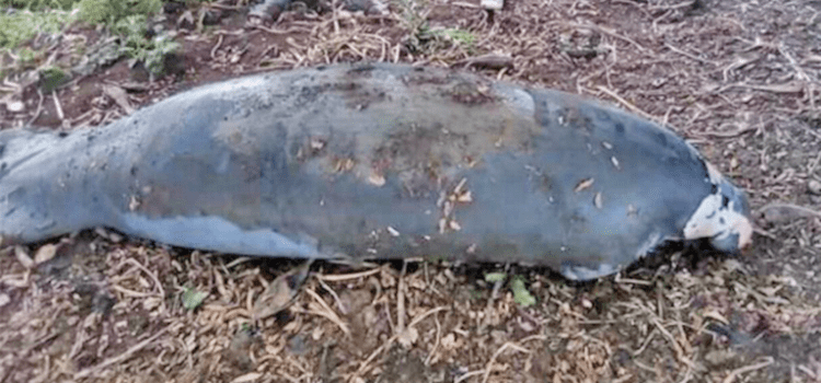 Macuspana reporta al menos 25 muertes de manatíes