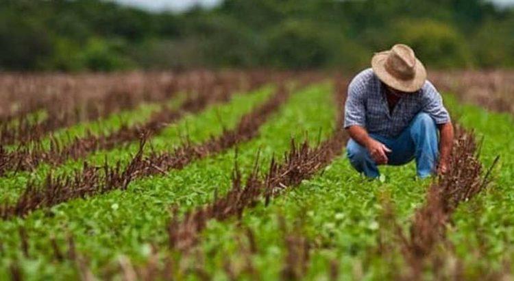 Desciende 1.2% la producción de granos en Tabasco