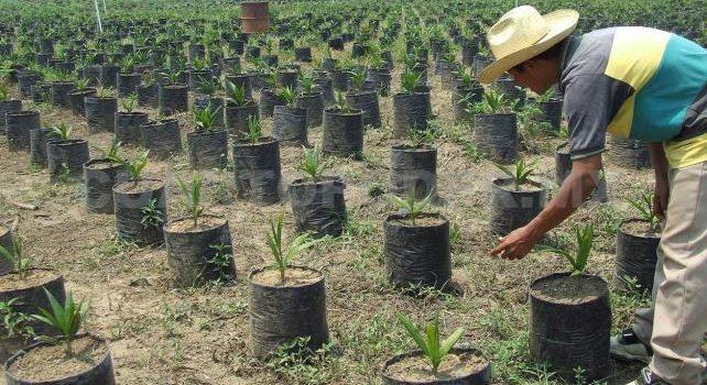 Con financiamientos buscan impulsar proyectos productivos para el campo en Tabasco