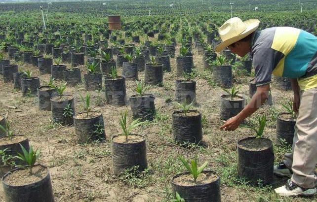 Con financiamientos buscan impulsar proyectos productivos para el campo en Tabasco