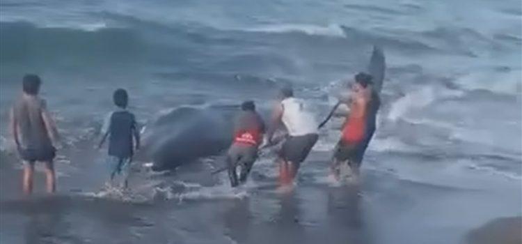 Muere ballena jorobada tras encallar en costas de Tabasco