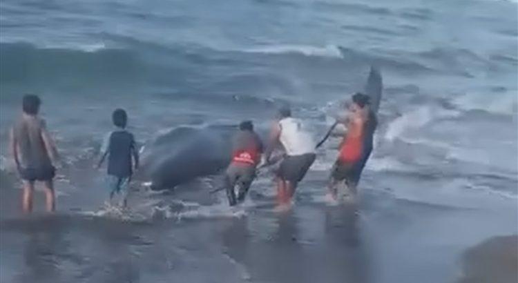 Muere ballena jorobada tras encallar en costas de Tabasco