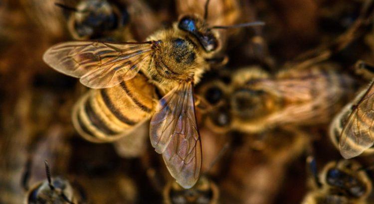 Ataque de abejas africanas en Villahermosa dejan 6 heridos