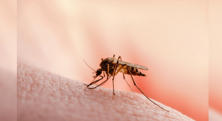 Tiene Tabasco 57 casos de dengue hemorrágico