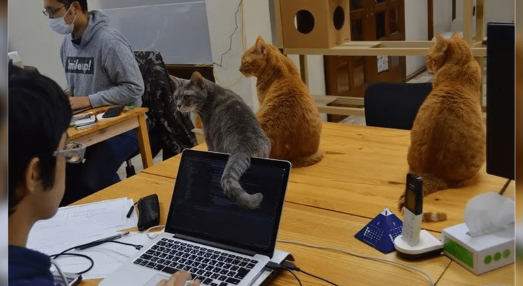 Los gatos de oficina: la innovadora estrategia de una empresa japonesa para reducir el estrés