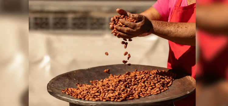 Anuncia Segalmex compra de 200 toneladas de cacao y planta procesadora en Tabasco