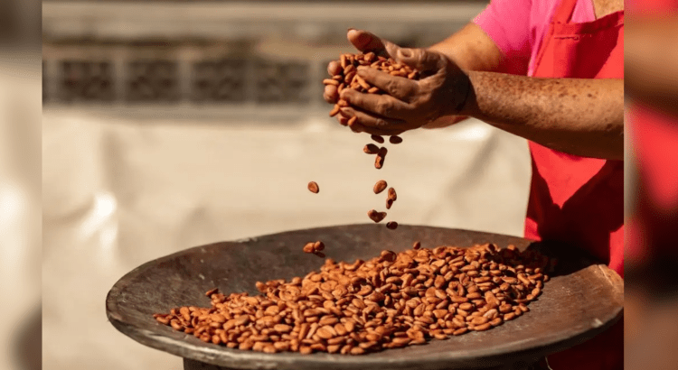 Anuncia Segalmex compra de 200 toneladas de cacao y planta procesadora en Tabasco