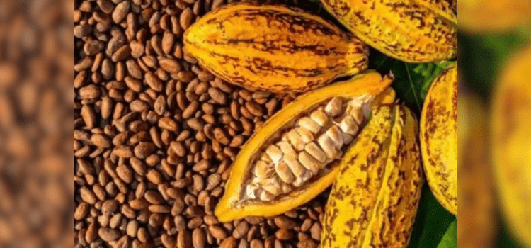 Tabasco tendrá planta industrializadora de cacao, adelanta gobernador