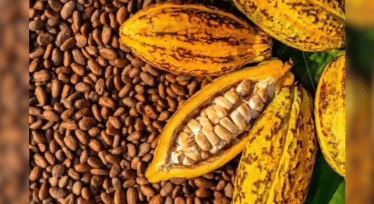 Tabasco tendrá planta industrializadora de cacao, adelanta gobernador