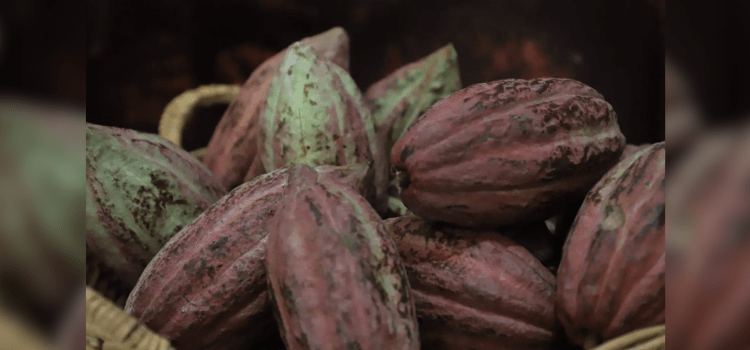 Pierde Tabasco más de 6 mil hectáreas de cacao en 6 años