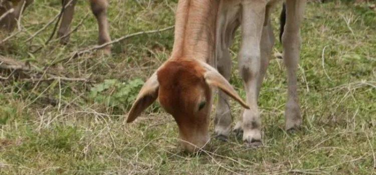 Identifican en Tabasco nuevo caso de gusano barrenador