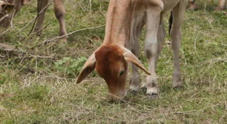 Identifican en Tabasco nuevo caso de gusano barrenador