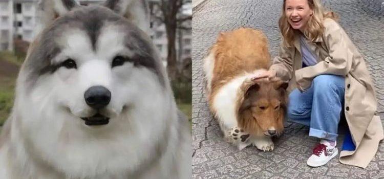 Zoologico ofrece a usuarios experimentar una «vida de perro»