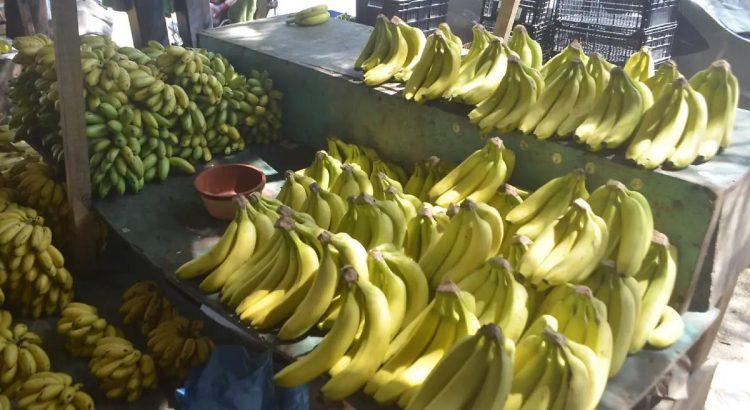 Sequía y enfermedades bajan producción de plátano en Tabasco