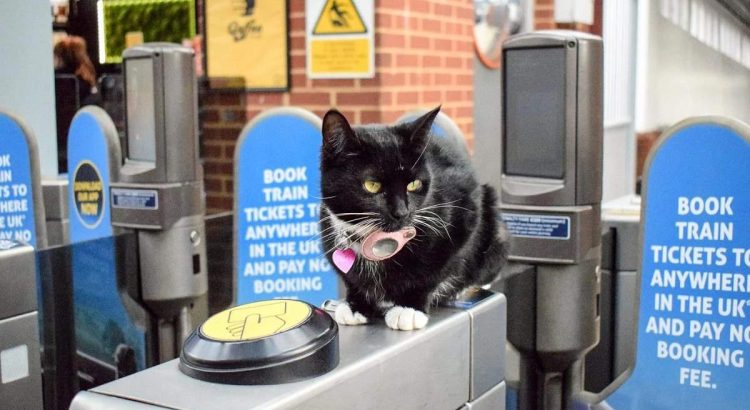 Gata recibe pase vitalicio para viajar en tren
