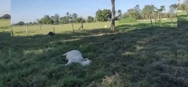 CNC en Tabasco solicita intervención ante mortandad de ganado en Huimanguillo