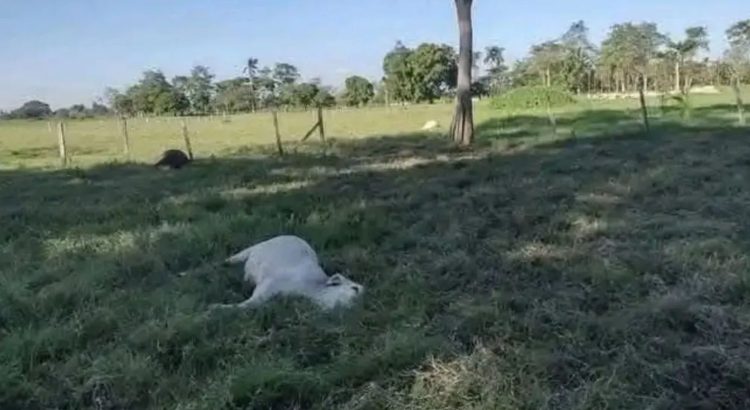 CNC en Tabasco solicita intervención ante mortandad de ganado en Huimanguillo