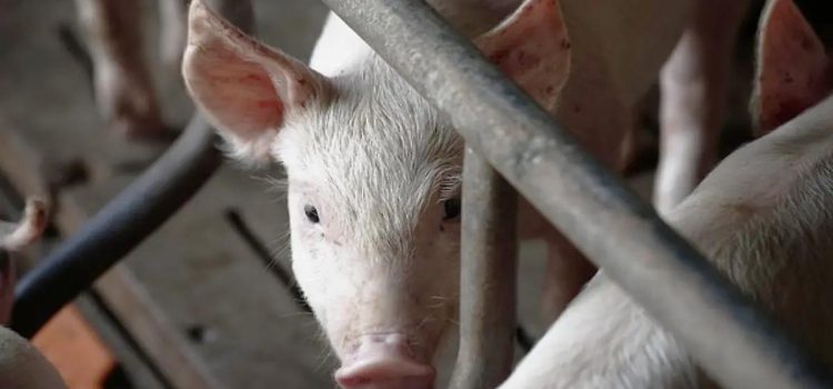 Vacas, caballos, cerdos, cabra y perro: Nuevos casos de gusano barrenador en Tabasco
