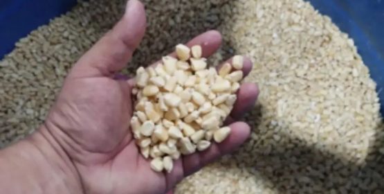 Anuncia Conagua ‘Plan para Maíz en Tabasco’