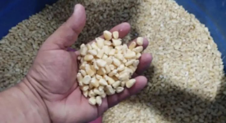Anuncia Conagua ‘Plan para Maíz en Tabasco’