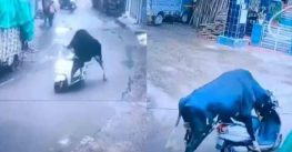 Toro “roba” una motoneta y se “da a la fuga”