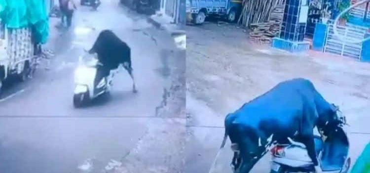 Toro “roba” una motoneta y se “da a la fuga” Toro “roba” una motoneta y se “da a la fuga”