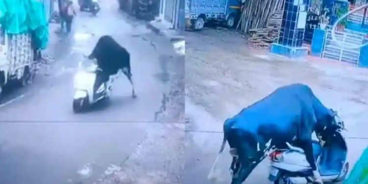 Toro “roba” una motoneta y se “da a la fuga”