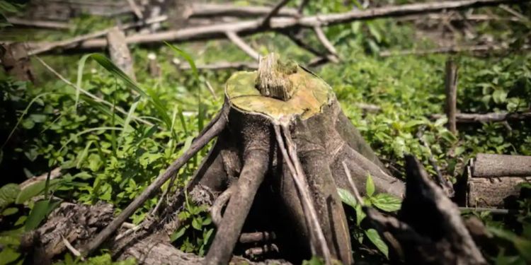 México entra al Top 10 de países con mayor pérdida de bosques en el mundo