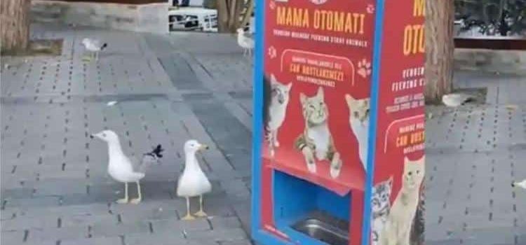 Gaviotas aprendieron a maullar para obtener comida Gaviotas aprendieron a maullar para obtener comida