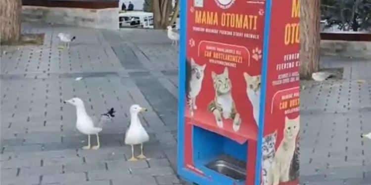 Gaviotas aprendieron a maullar para obtener comida